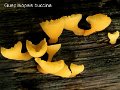 Guepiniopsis buccina-amf849-1